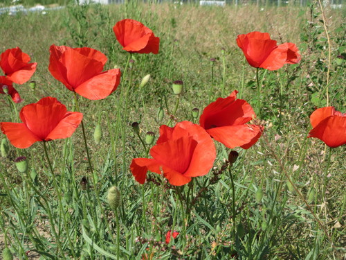 common poppy