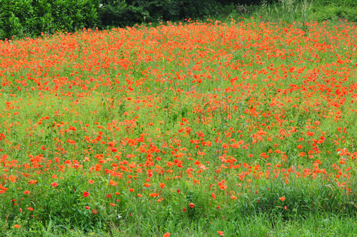 common poppy