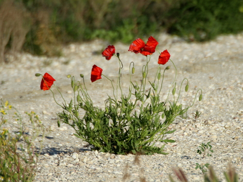 common poppy