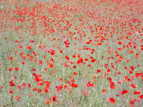 common poppy
