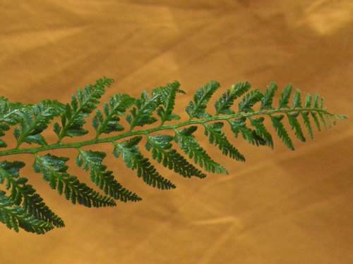 Christmas fern