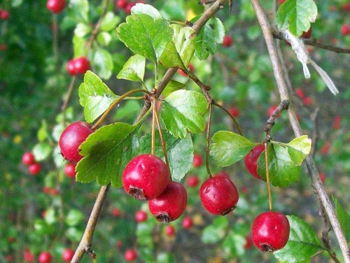 midland hawthorn