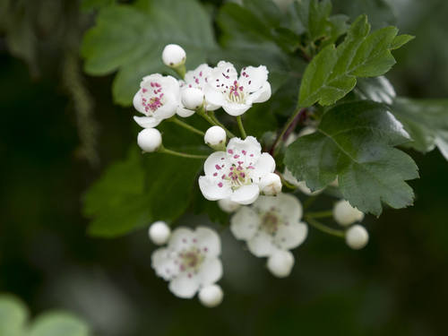 midland hawthorn