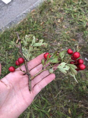 midland hawthorn