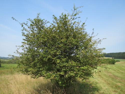 midland hawthorn