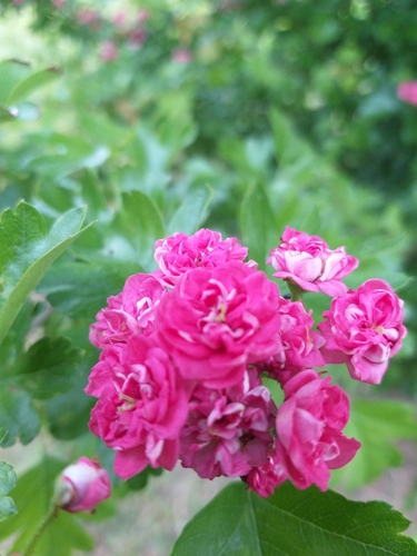 midland hawthorn