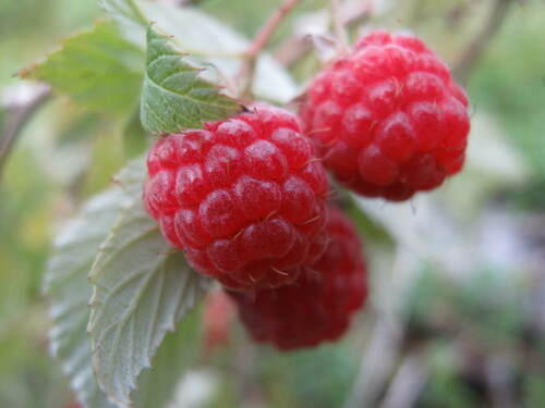 red raspberry