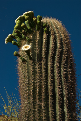 saguaro