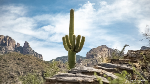 saguaro