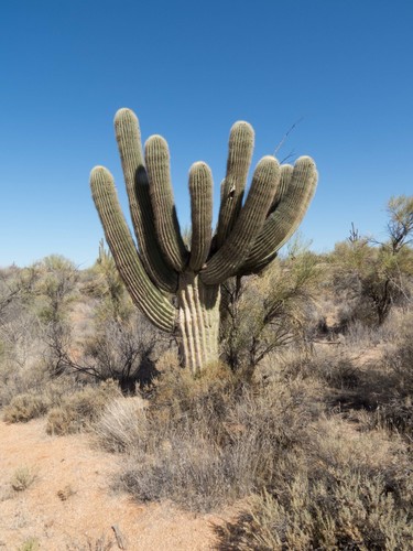 saguaro