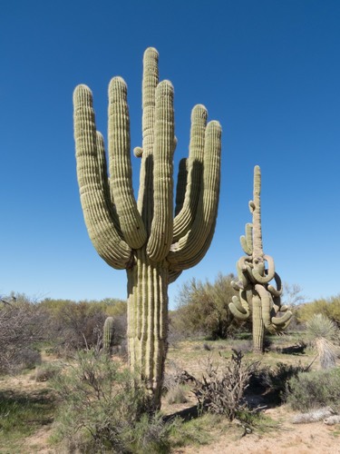 saguaro