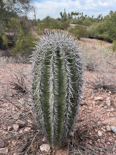 saguaro