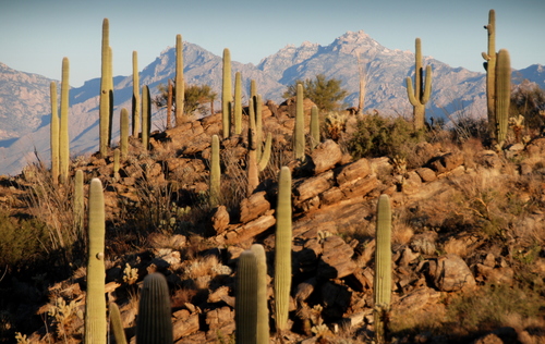 saguaro