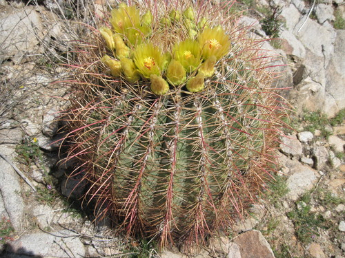 California Barrel Cactus