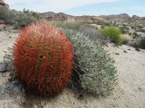 California Barrel Cactus