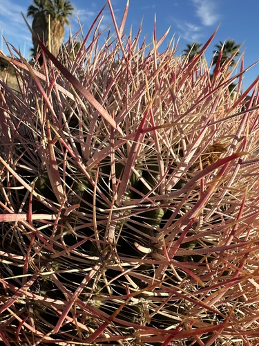 California Barrel Cactus