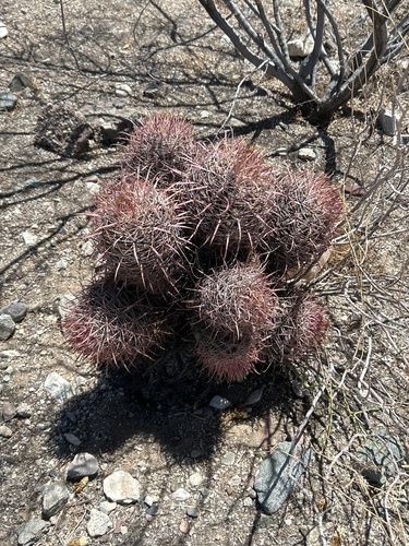 California Barrel Cactus