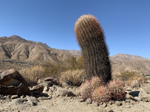 California Barrel Cactus