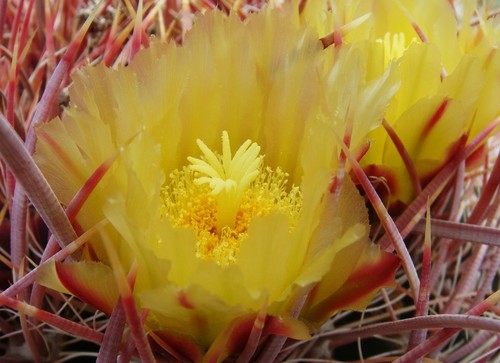 California Barrel Cactus