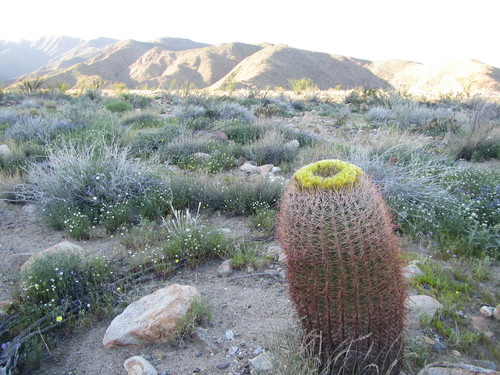 California Barrel Cactus
