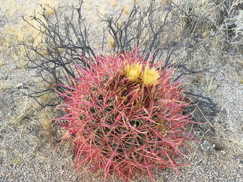 California Barrel Cactus