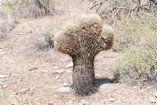 California Barrel Cactus