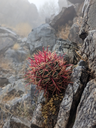 California Barrel Cactus