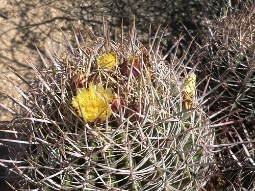 California Barrel Cactus