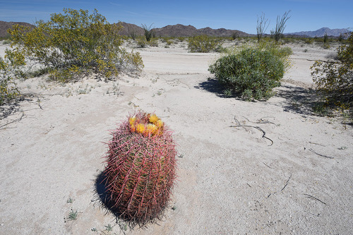 California Barrel Cactus