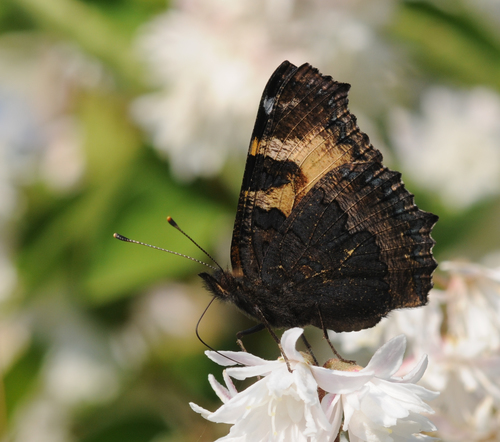 Small Tortoiseshell