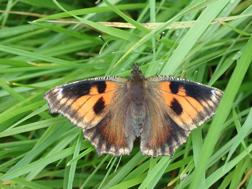 Small Tortoiseshell