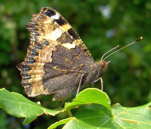 Small Tortoiseshell