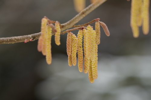 common hazel