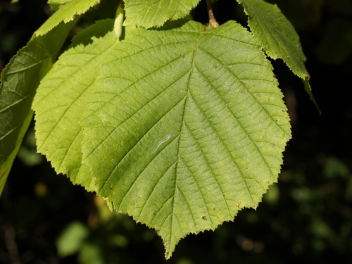 common hazel