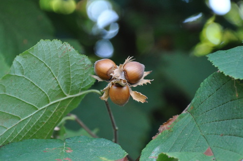 common hazel