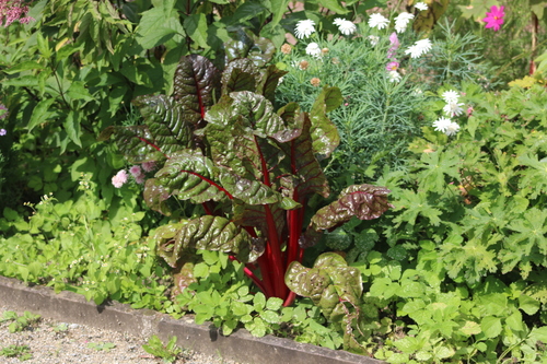 Beet