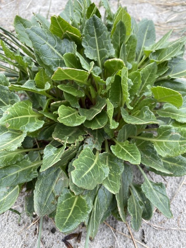 Beet