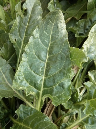 Beet