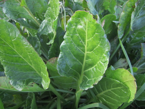 Beet