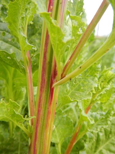 Beet