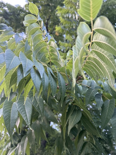 eastern black walnut