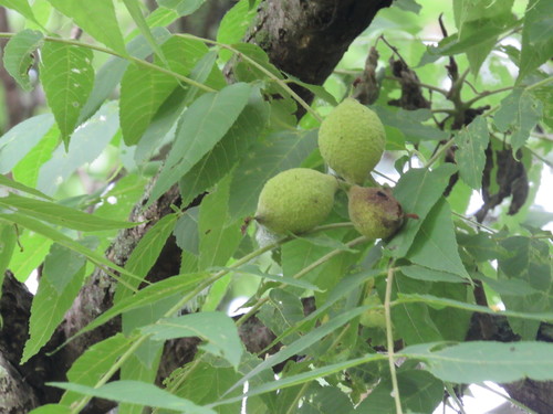 eastern black walnut