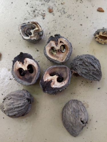 eastern black walnut