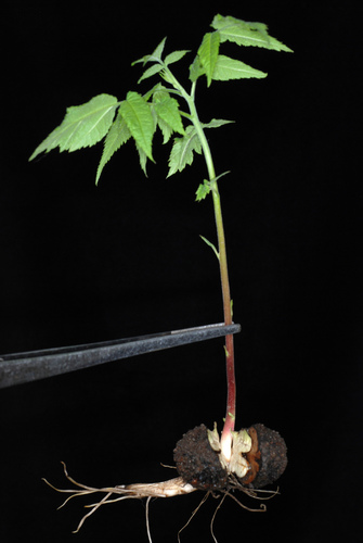 eastern black walnut