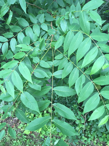 eastern black walnut