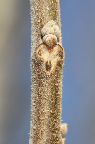 eastern black walnut