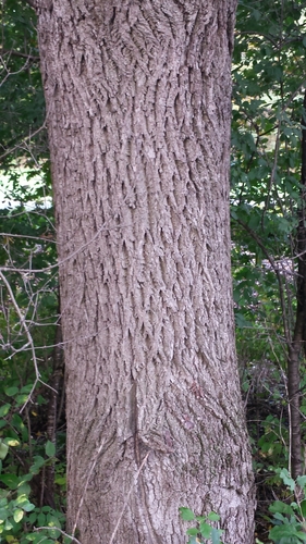 eastern black walnut