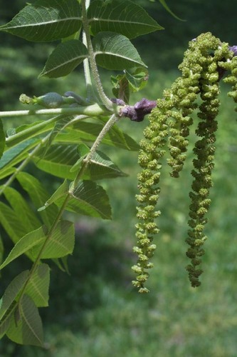 eastern black walnut
