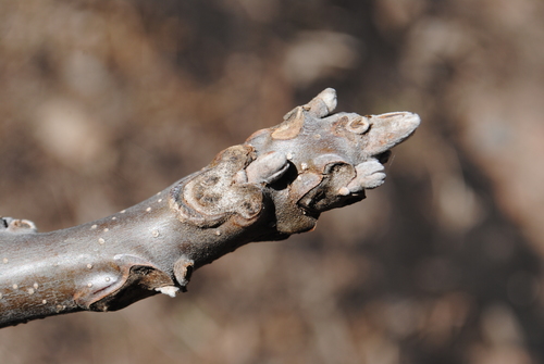 eastern black walnut