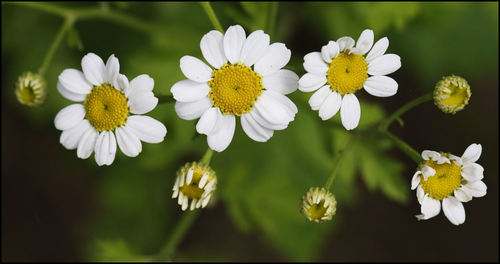 feverfew